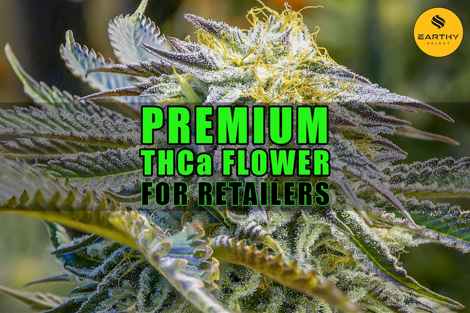 Premium THCa Flower for Retailers: Best Wholesale Strains and Products | Earthy Select Wholesale