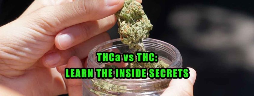 THCa vs THC: Learn the Inside Secrets. Hand holding jar of high THCa Flower and examining THCa flower bud. Earthy Select
