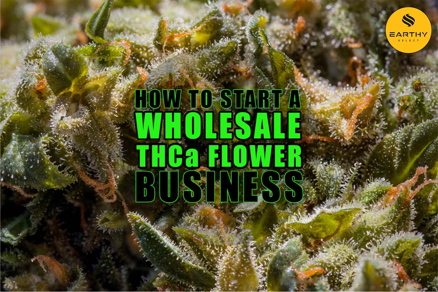 How to Start a Wholesale THCa Flower Business | Earthy Wholesale