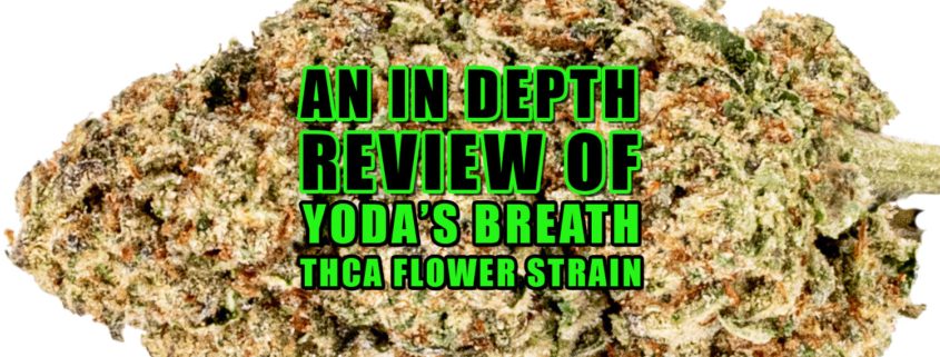 An In-depth Review of Yoda's Breath THCa Flower Strain. Earthy Select