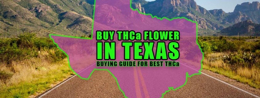 Buy THCa Flower In Texas - Buying Guide For Best THCa | Earthy Select