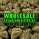Wholesale THCa Flower Strains: What to Look For | Earthy Select Wholesale