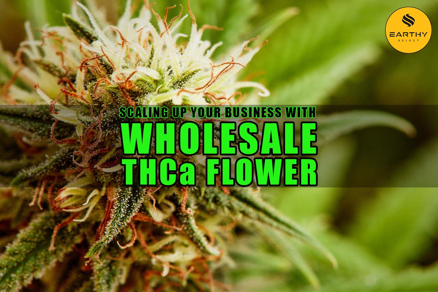 Scaling Up Your Business with Wholesale THCa Flower | Earthy Wholesale