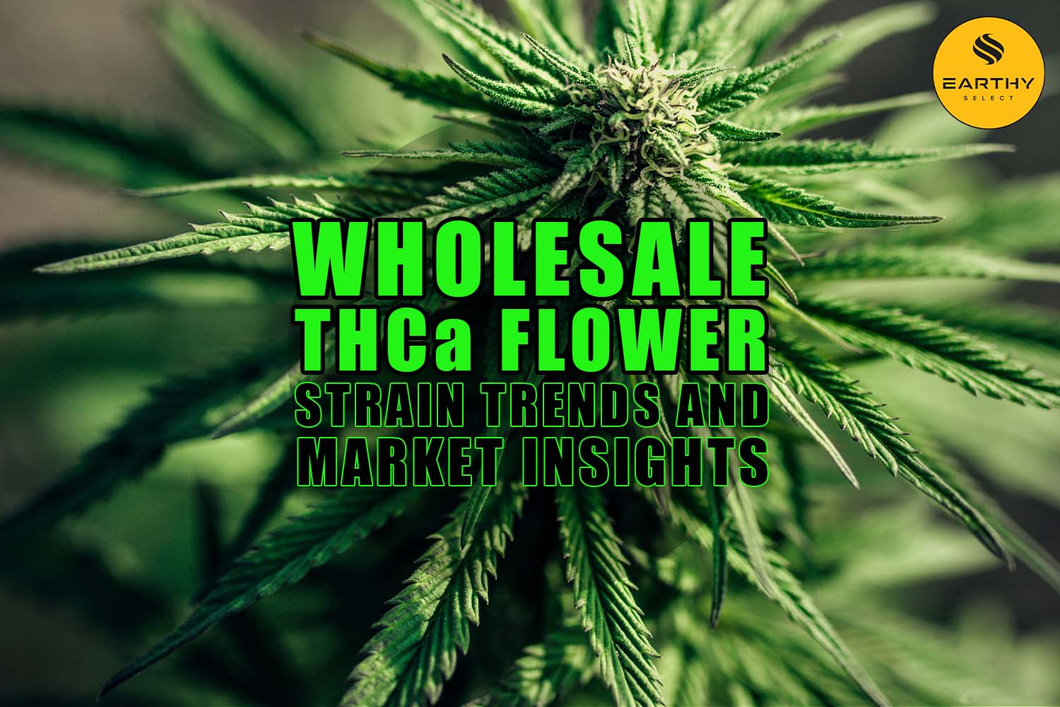 Wholesale THCa Flower: Strain Trends and Market Insights | Earthy Select Wholesale