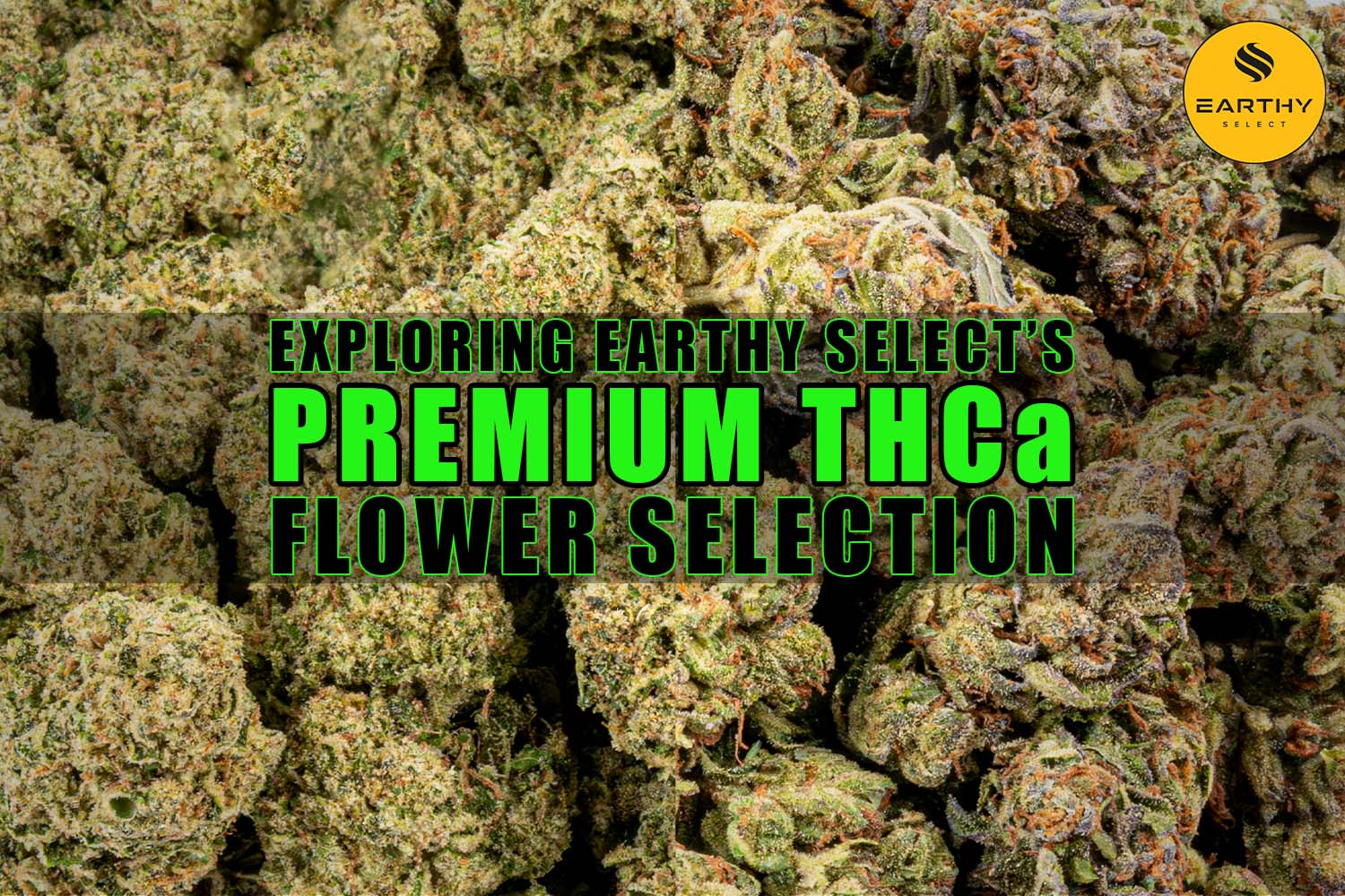 Exploring Earthy Select's Premium THCa Flower Selection | Earthy Wholesale