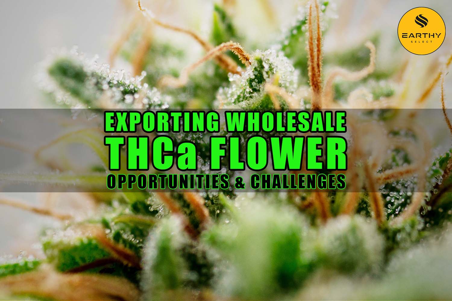 Exporting Wholesale THCa Flower: Opportunities and Challenges | Earthy Wholesale