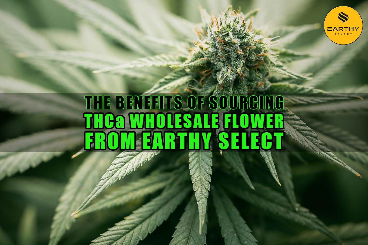 The Benefits of Sourcing THCa Wholesale Flower from Earthy Select