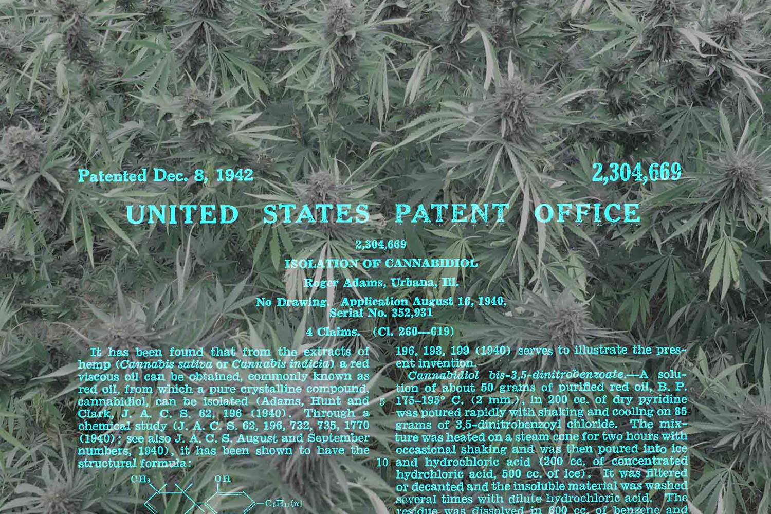 Cannabis patent and CBD hemp plants