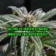 Cannabis plant. Indica vs Sativa Strains, What is the Difference? Earthy Select