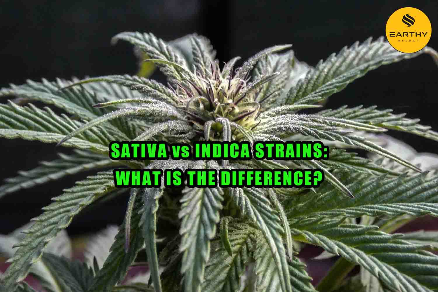 Cannabis plant. Indica vs Sativa Strains, What is the Difference? Earthy Select