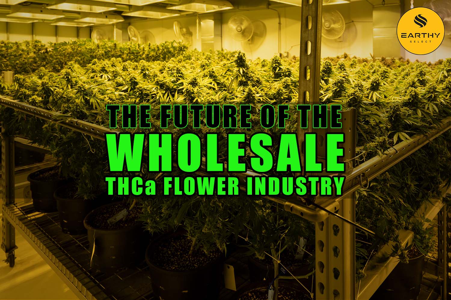 The Future of the Wholesale THCa Flower Industry | Earthy Select Wholesale