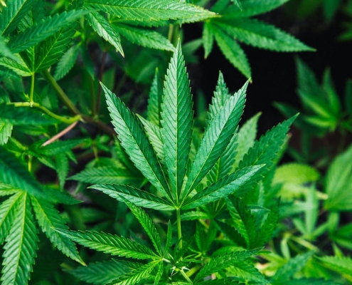 A Hemp Flower On A Cannabis Plant