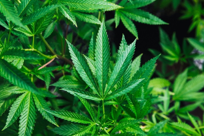 A Hemp Flower On A Cannabis Plant A Hemp Flower On A Cannabis Plant