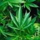 A Hemp Flower On A Cannabis Plant