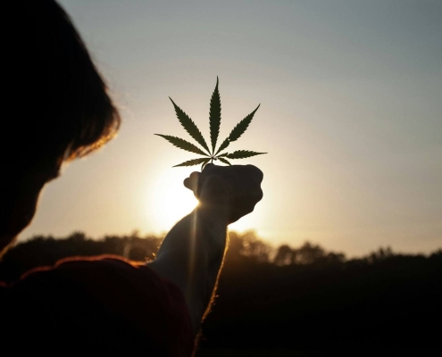 A Person Holding A Cannabis Leaf Up To The Sun
