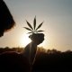 A Person Holding A Cannabis Leaf Up To The Sun
