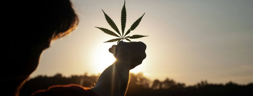 A Person Holding A Cannabis Leaf Up To The Sun