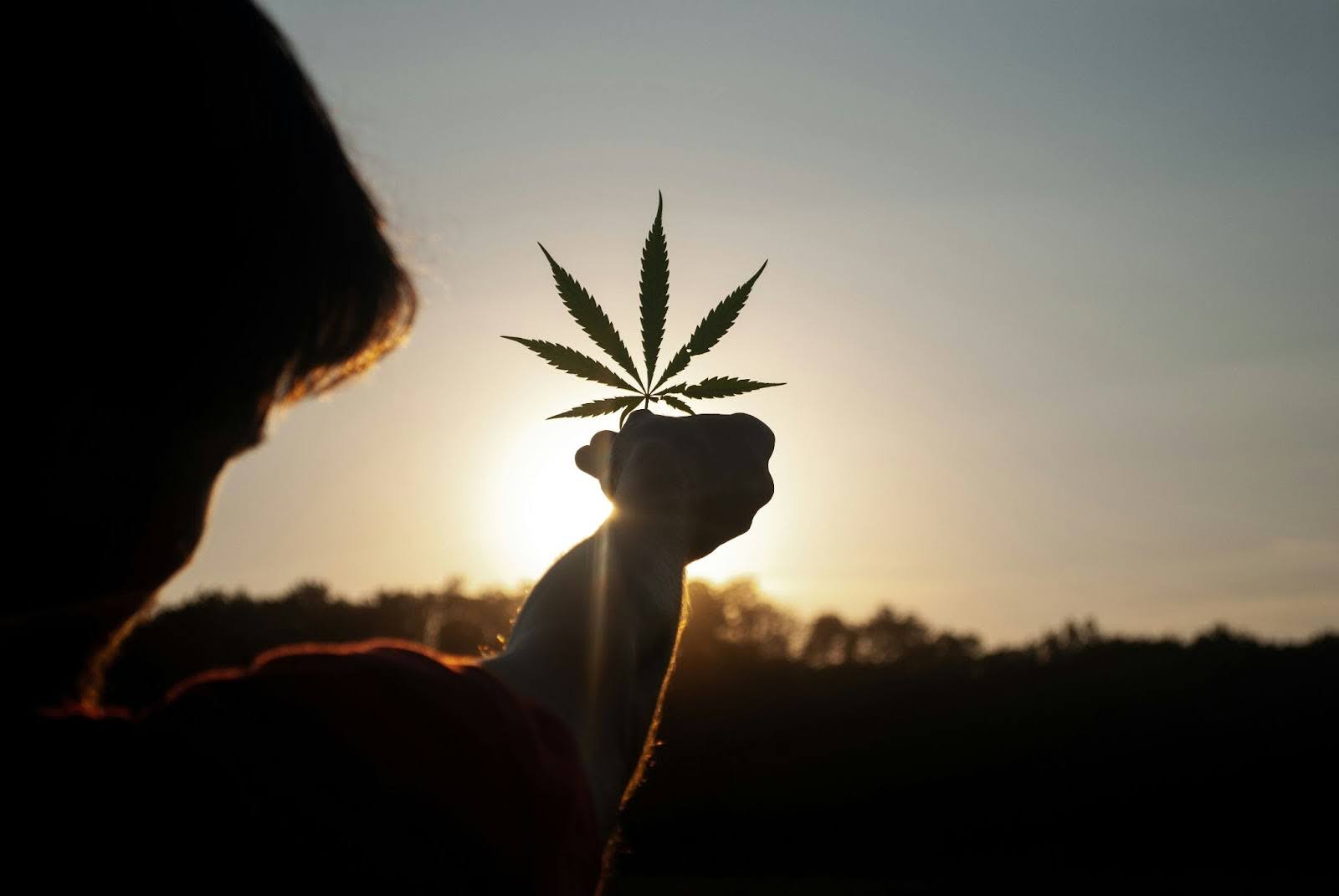 A Person Holding A Cannabis Leaf Up To The Sun