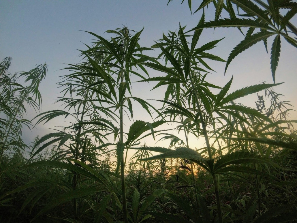 Cannabis Plants