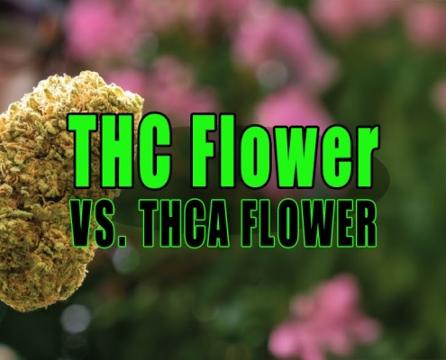 Woman holding bud of THCa flower