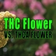 Woman holding bud of THCa flower