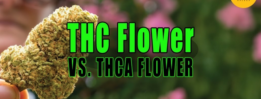 Woman holding bud of THCa flower