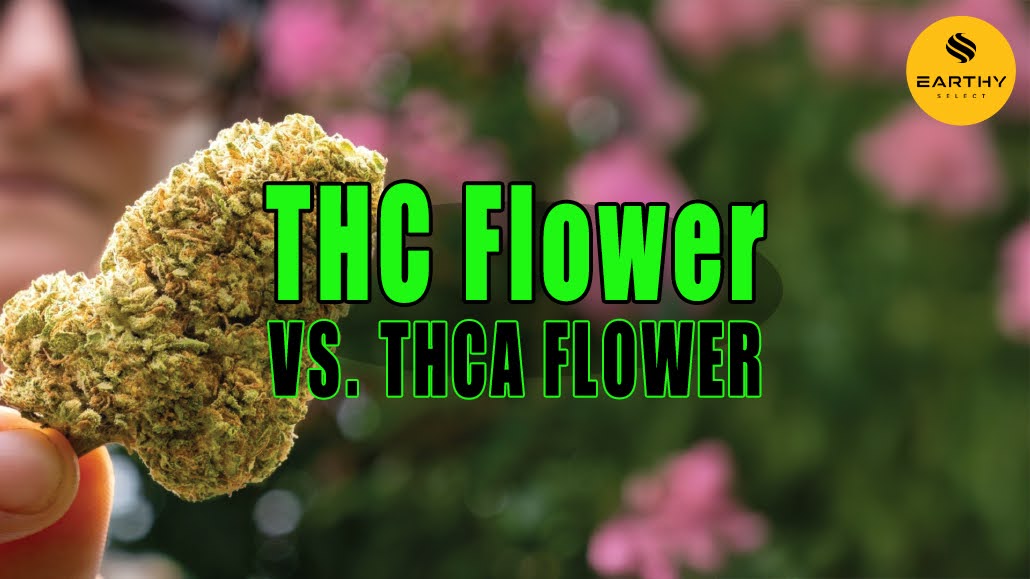 Woman holding bud of THCa flower