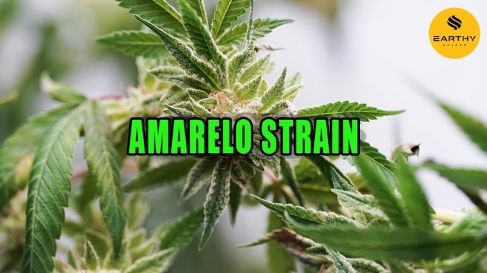 Cannabis plant with sparkling trichomes