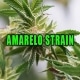 Cannabis plant with sparkling trichomes