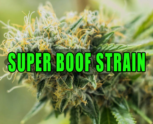 Green-yellow cannabis plant with sparkling trichomes
