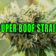 Green-yellow cannabis plant with sparkling trichomes