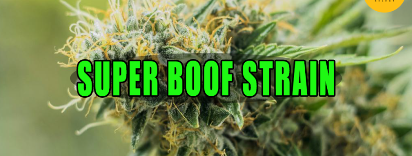 Green-yellow cannabis plant with sparkling trichomes