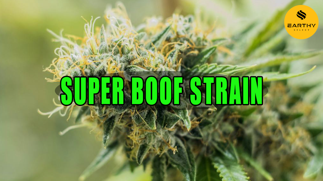 Green-yellow cannabis plant with sparkling trichomes