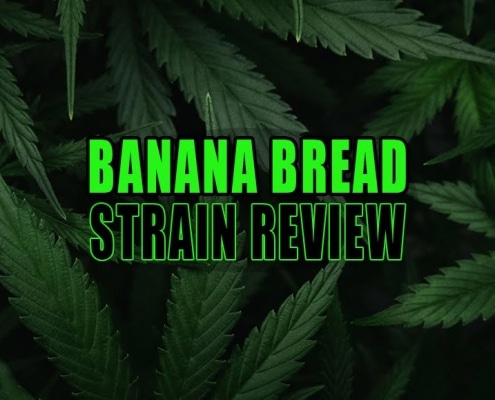 Lush cannabis Sativa plant leaves