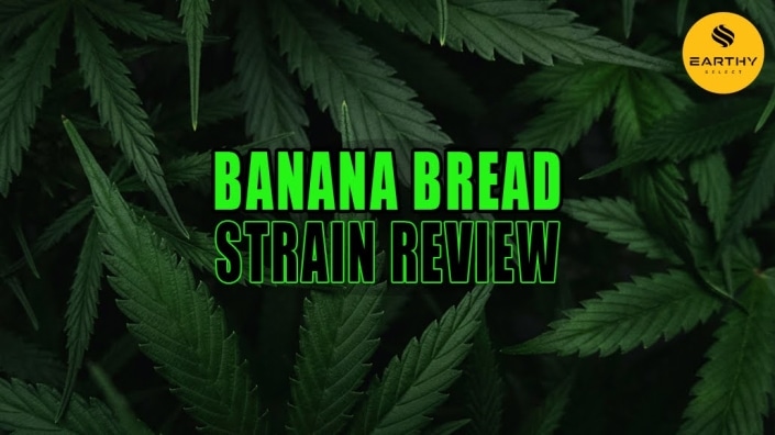 Lush cannabis Sativa plant leaves