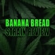 Lush cannabis Sativa plant leaves