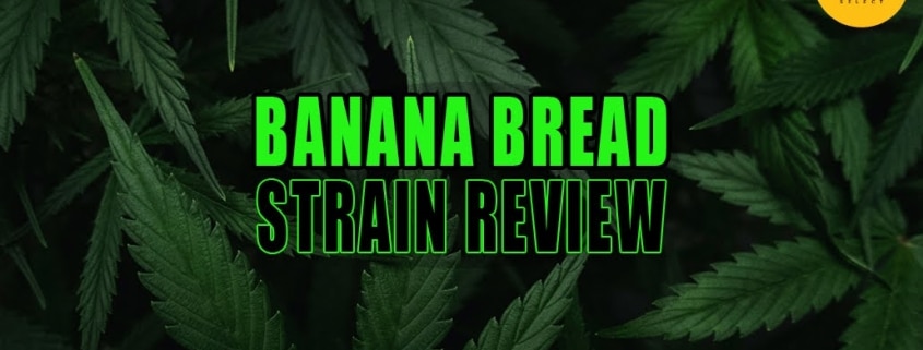 Lush cannabis Sativa plant leaves