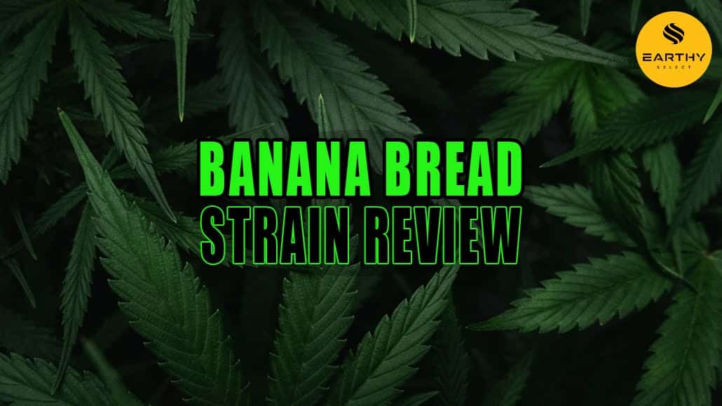 Lush cannabis Sativa plant leaves
