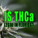 Photo of a cannabis plant with trichomes