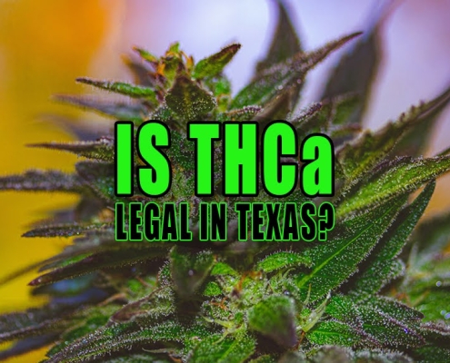 Photo of a cannabis plant with trichomes