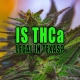 Photo of a cannabis plant with trichomes
