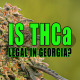 Photo of a cannabis plant with trichomes