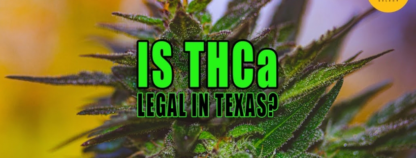 Photo of a cannabis plant with trichomes