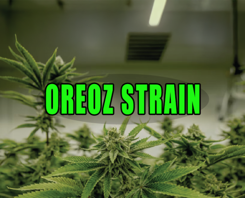 Lush green cannabis plant indoors