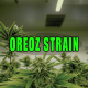 Lush green cannabis plant indoors