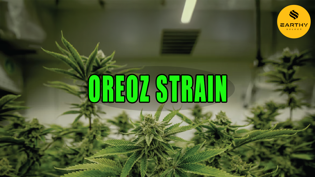 Lush green cannabis plant indoors