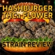 Hashburger THCa Flower Strain Review - Earthy Select - Blog