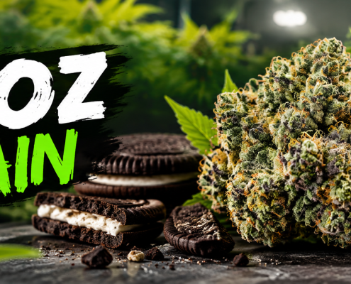 ozeoz strain